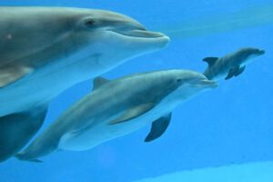Delfines en cautiverio sufren condiciones inadecuadas