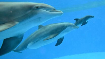 Delfines en cautiverio sufren condiciones inadecuadas
