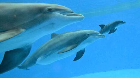 Delfines en cautiverio sufren condiciones inadecuadas