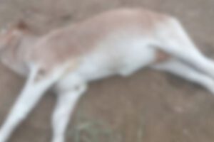 Brote de clostridium en Macharetí