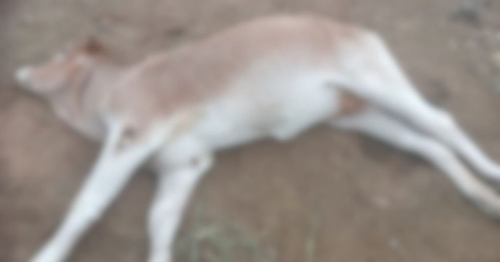 Brote de clostridium en Macharetí