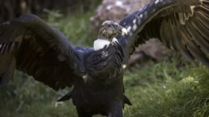 Cóndor andino en rehabilitación en el Bioparque Vesty Pakos