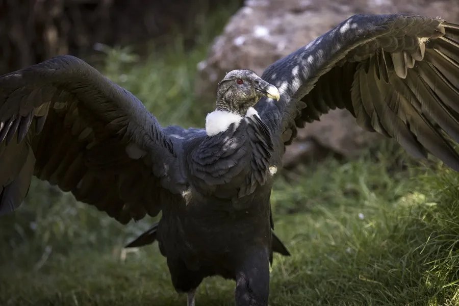 Cóndor andino en rehabilitación en el Bioparque Vesty Pakos