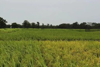 Crisis por falta de diésel en la producción de arroz