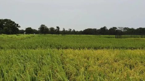 Crisis por falta de diésel en la producción de arroz