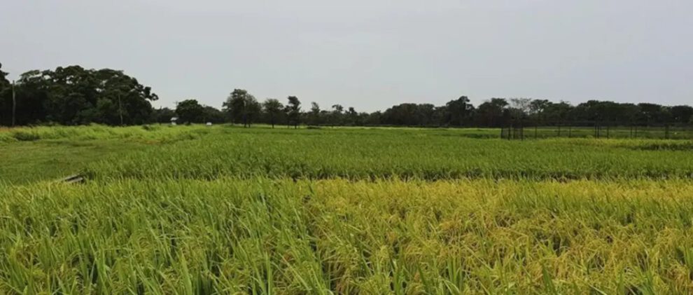 Crisis por falta de diésel en la producción de arroz