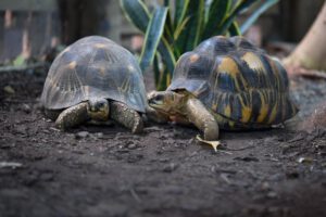 Resistencia al cáncer en tortugas