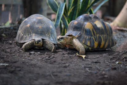 Resistencia al cáncer en tortugas