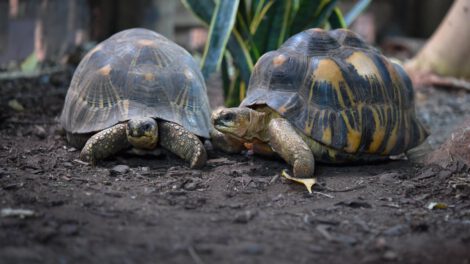 Resistencia al cáncer en tortugas