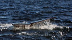 Calentamiento del océano Ártico aumenta las toxinas en ballenas boreales
