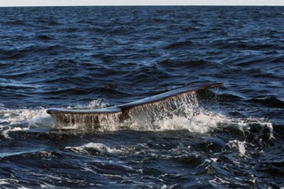 Calentamiento del océano Ártico aumenta las toxinas en ballenas boreales