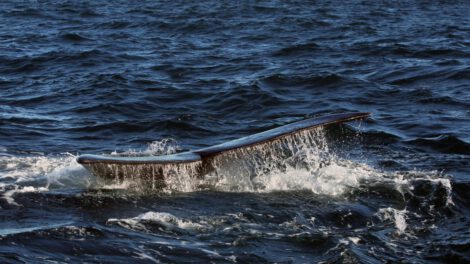 Calentamiento del océano Ártico aumenta las toxinas en ballenas boreales