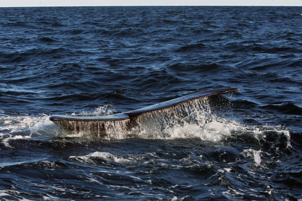 Calentamiento del océano Ártico aumenta las toxinas en ballenas boreales
