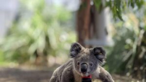 Koalas en el suelo