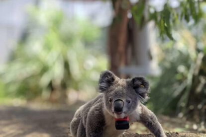 Koalas en el suelo