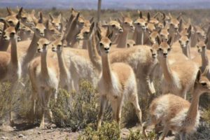 venta de fibra de vicuña