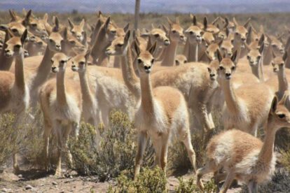 venta de fibra de vicuña