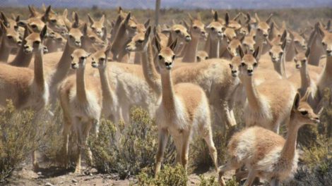 venta de fibra de vicuña