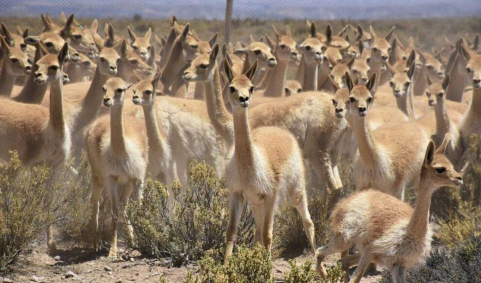 venta de fibra de vicuña