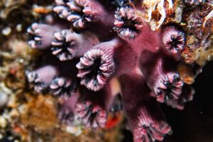 Coral solitario redescubierto en Galápagos tras 25 años de ausencia