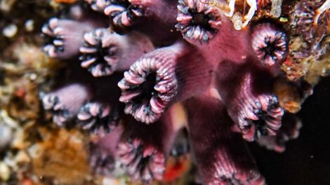 Coral solitario redescubierto en Galápagos tras 25 años de ausencia