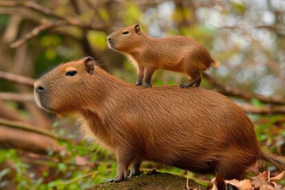 Día de Apreciación del capibara en Sudamérica
