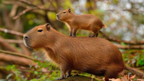 Día de Apreciación del capibara en Sudamérica