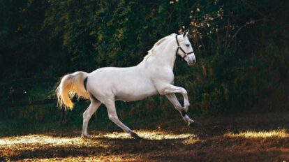Día Mundial del Caballo