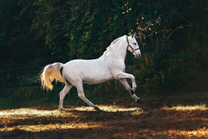 Día Mundial del Caballo