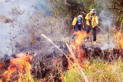 Santa Cruz incendios