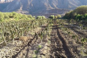 Heladas en Cochabamba afectan cultivos y generan emergencia