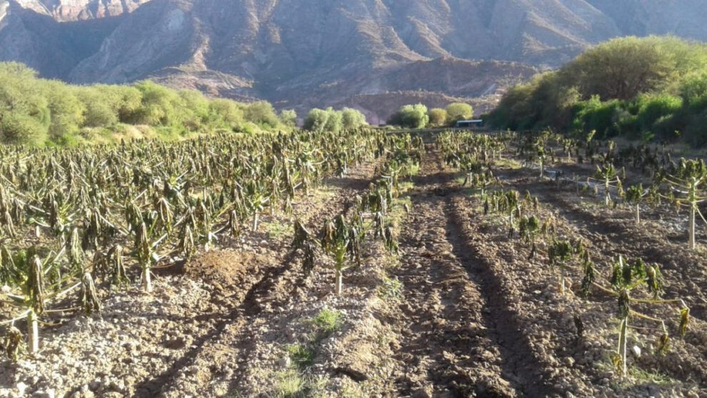 Heladas en Cochabamba afectan cultivos y generan emergencia