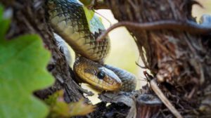 Serpientes en medicina y conservación ambiental