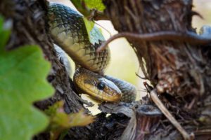 Serpientes en medicina y conservación ambiental