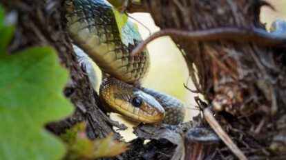 Serpientes en medicina y conservación ambiental