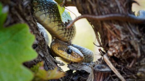 Serpientes en medicina y conservación ambiental