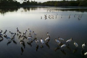 Pérdida de humedales representa una amenaza económica y social global