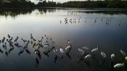 Pérdida de humedales representa una amenaza económica y social global