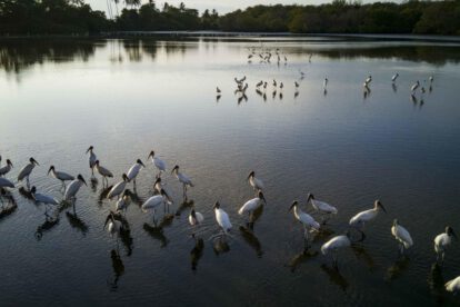 Pérdida de humedales representa una amenaza económica y social global