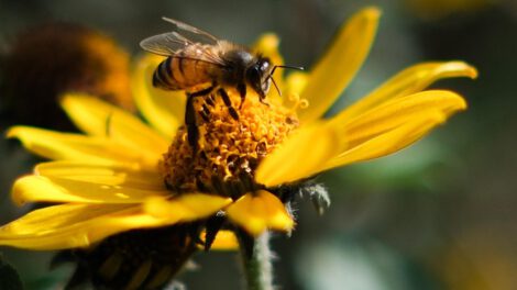 Veneno de abeja altera vasos sanguíneos y ofrece nuevas terapias