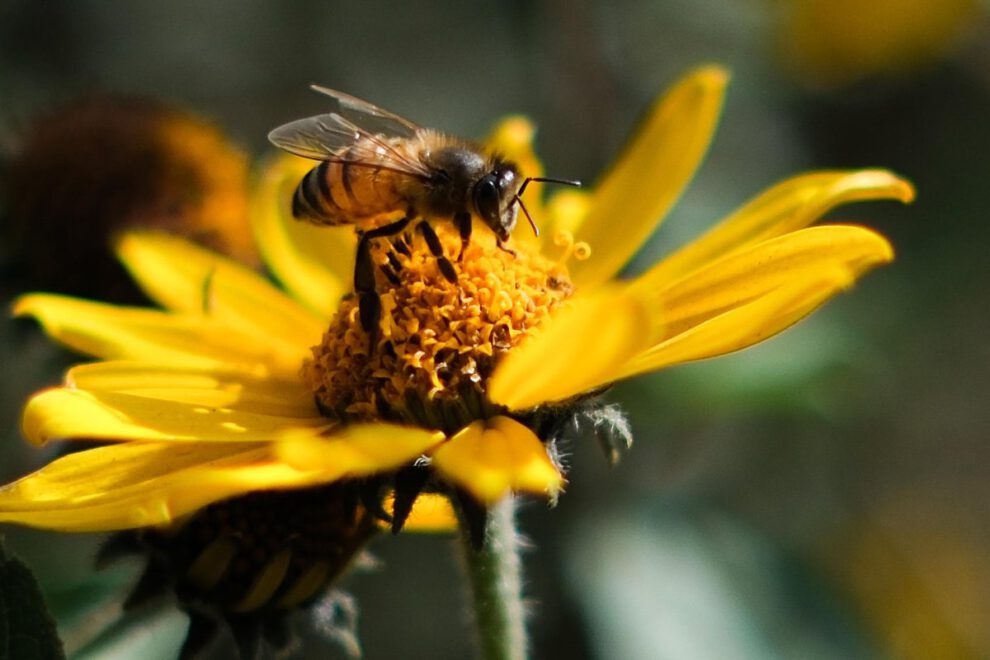 Veneno de abeja altera vasos sanguíneos y ofrece nuevas terapias