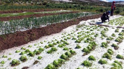 Afecciones a cultivos por heladas en Bolivia