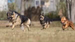 Día Mundial del Perro y lucha contra el abandono