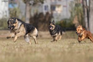 Día Mundial del Perro y lucha contra el abandono