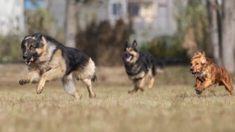 Día Mundial del Perro y lucha contra el abandono