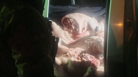 Incautación de carne de cerdo en operativo contra contrabando
