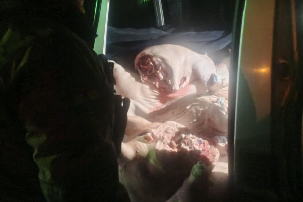 Incautación de carne de cerdo en operativo contra contrabando