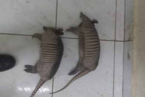 Delitos ambientales en Beni