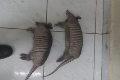 Delitos ambientales en Beni