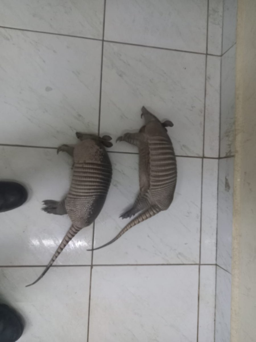 Delitos ambientales en Beni